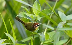 Rufous-capped Warbler